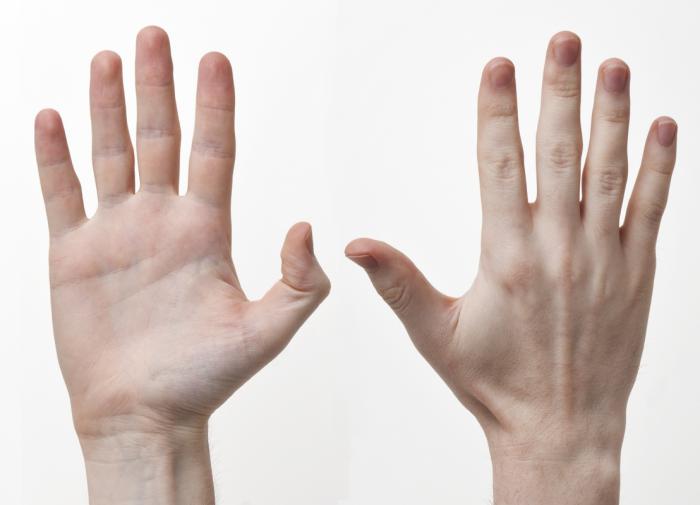 Искусственный интеллект точно определяет возраст по фото рук