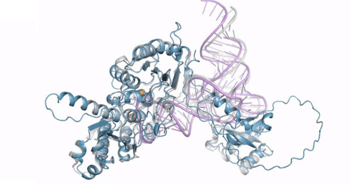 Представлена модель для предсказания структуры белков AlphaFold 3